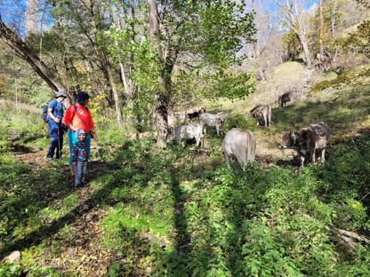 Jedna była po złej stronie ogrodzenia