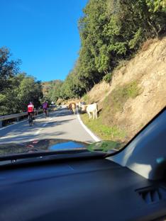 Inni uczestnicy ruchu drogowego