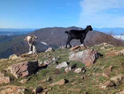 Kozy na tle Matagalls (1697 m)